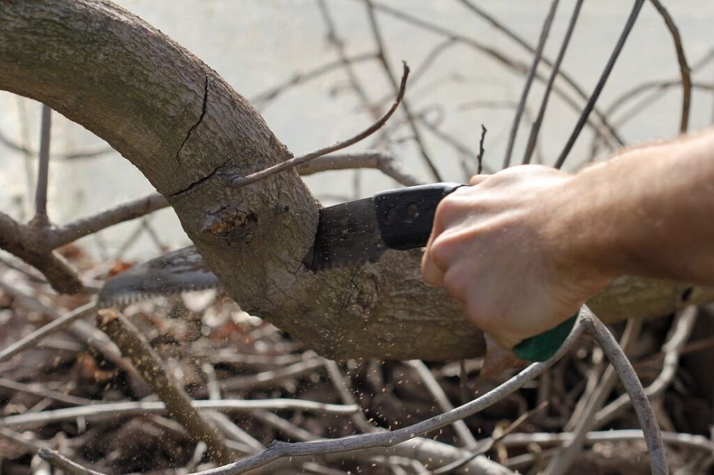 serrucho cortando rama